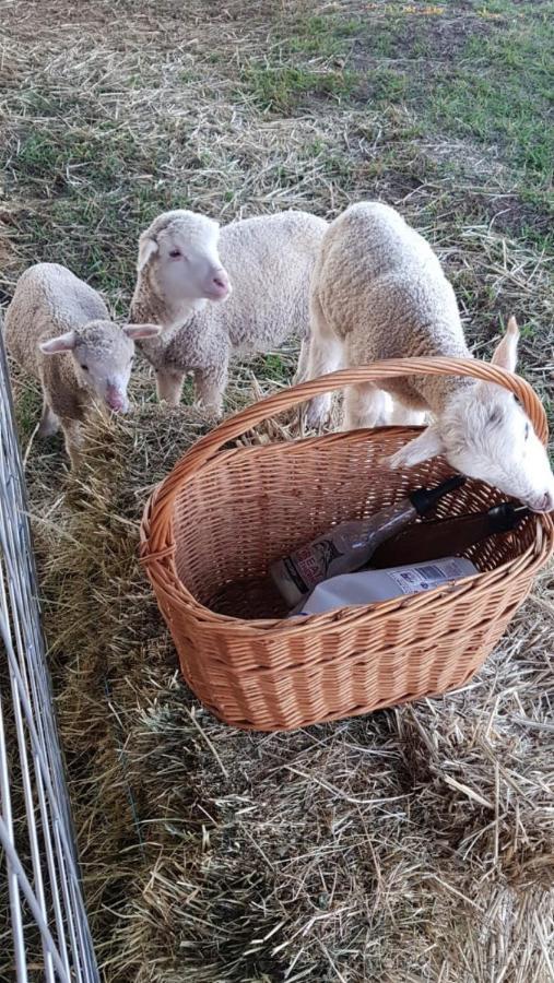 New Horizons Farm Stay Smeaton Buitenkant foto