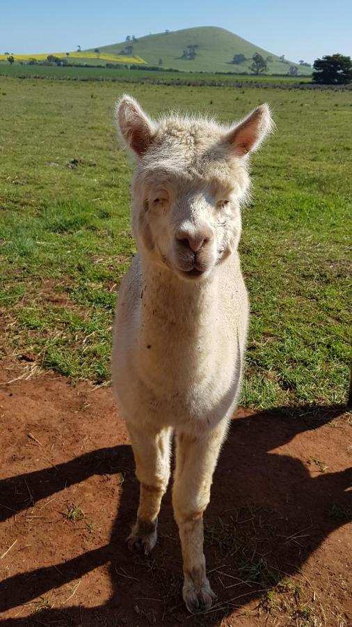 New Horizons Farm Stay Smeaton Buitenkant foto